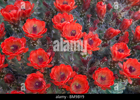 Claret cup cactus, Echinocereus triglochidiatus, Parco Nazionale delle Montagne Guadalupe, Texas Foto Stock