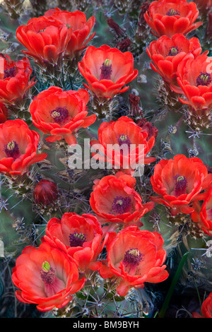 Claret cup cactus, Echinocereus triglochidiatus, Parco Nazionale delle Montagne Guadalupe, Texas Foto Stock