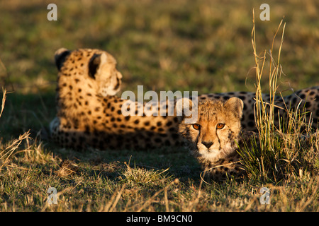 Cheetah cub e madre Acinonyx jubatus calda luce del tramonto sulla cute bambino faccia animale giacente in erba verde savana Masai Mara del Kenia Masai Mara Foto Stock