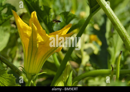 Bee volando sopra un fiore di zucchine (Cucurbita pepo) in un orto Foto Stock