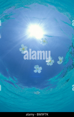 Plumeria fiori galleggiante sul mare, Maldive Foto Stock