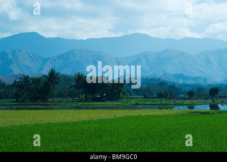 Campo di riso con montagne in backround Foto Stock