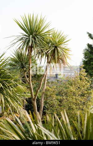 Grandi Cordyline australis o comunemente noto come il cavolo tree Foto Stock