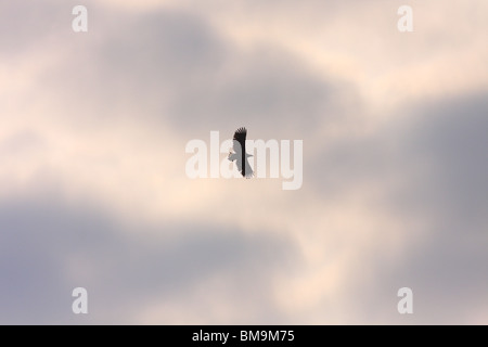 White-tailed eagle in volo Foto Stock