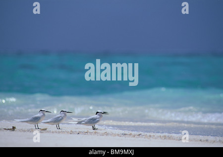 Gabbiani in appoggio sulla spiaggia, Maldive Foto Stock