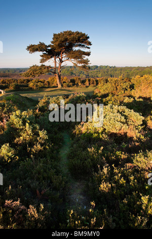 Vista Bratley, la bracken e lone scozzese di pino rendono questo un iconico New Forest View. Foto Stock