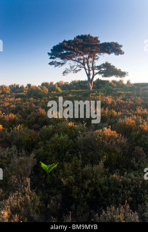 Vista Bratley, la bracken e lone scozzese di pino rendono questo un iconico New Forest View. Foto Stock