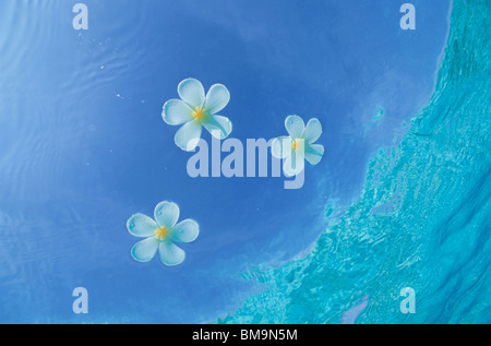 Bianco Fiori galleggianti di superficie di acqua Foto Stock