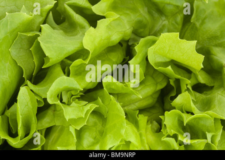 In prossimità di una fresca insalata verde sullo sfondo Foto Stock