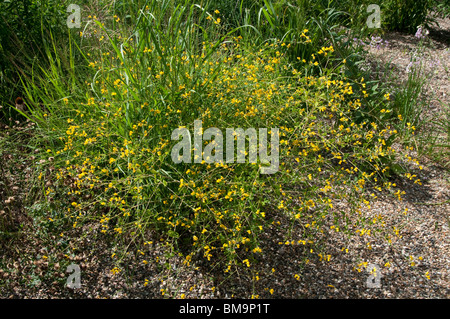 Giallo falso indaco, Wild Indigo (Baptisia tinctoria), fioritura bush. Foto Stock