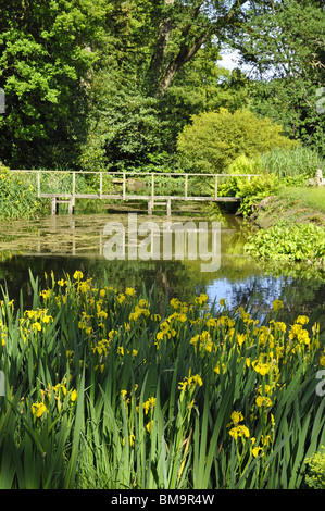 Bandiera gialla iride con laghetto e ponte di legno al di là - nella motivazione della Sezincote House Gardens, Cotswolds, REGNO UNITO Foto Stock