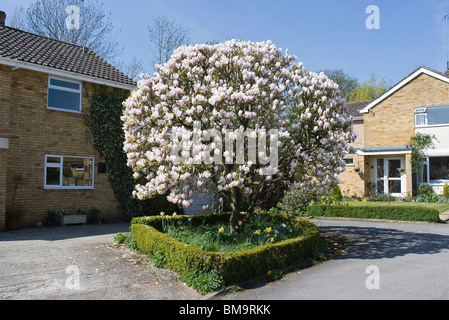 Un piccolo giardino con una bella matura arrotondati albero di magnolia Foto Stock