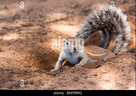 Terra africana scoiattolo Foto Stock