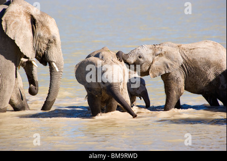 Giovani elefanti africani a giocare in acqua Foto Stock