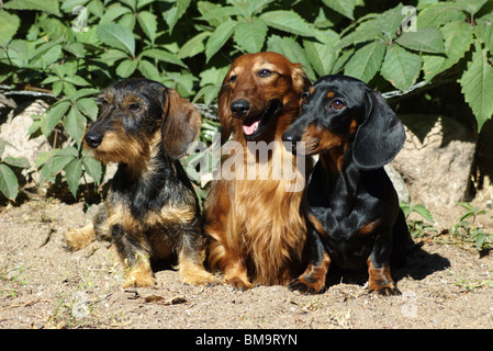 Tre Dachshunds a piedi. Foto Stock