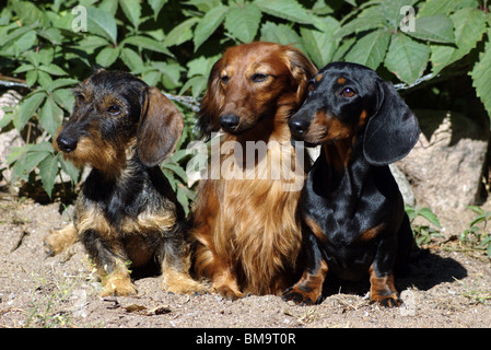 Tre Dachshunds a piedi. Foto Stock