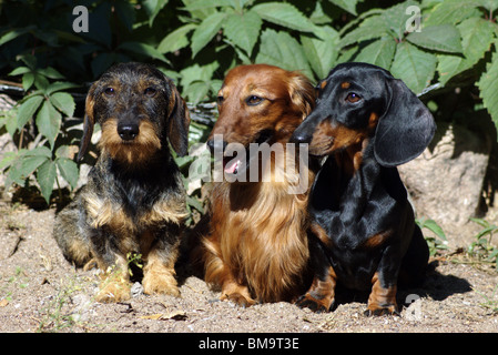 Tre Dachshunds a piedi. Foto Stock