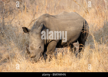 Lone rinoceronte bianco in Sabi Sand Riserva Privata a Mpumalanga Provincia, Sud Africa Foto Stock