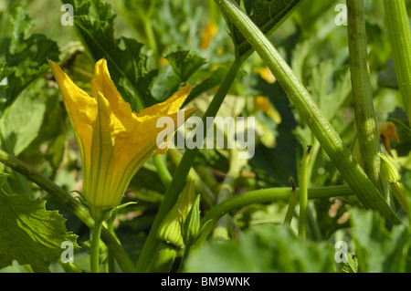 Fiore di zucchine (Cucurbita pepo) in un orto Foto Stock