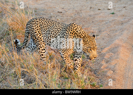 Leopard in Sabi Sand Riserva Privata a Mpumalanga Provincia, Sud Africa Foto Stock