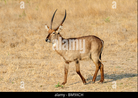 Lone waterbuck maschio in Sabi Sand Riserva Privata a Mpumalanga Provincia, Sud Africa Foto Stock