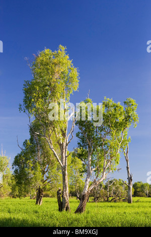 Argento-lasciava Paperbarks (Melaleuca argentea) accanto all acqua gialla Billabong nel Parco Nazionale Kakadu Foto Stock