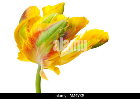 Tulipano giallo isolato su sfondo bianco Foto Stock