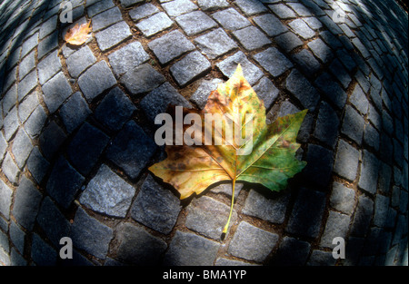 Foglie di seduta sul terreno. Foto Stock