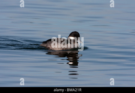 Bufflehead Bucephala albeola femmina su Ocean con la riflessione in corrispondenza profonda baia Isola di Vancouver BC Canada in febbraio Foto Stock