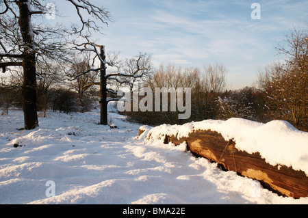 Un albero caduto tronco coperto di neve Foto Stock