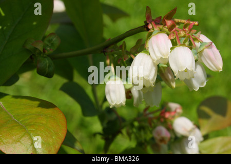 Mirtillo americano fiori Vaccinium corymbosum Foto Stock