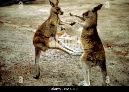 Grigio occidentale Canguro (Macropus fuliginosus), combattere. Australia. Foto Stock