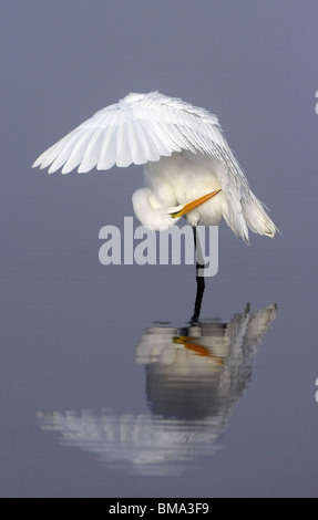 Florida, Merritt Island, un solitario airone bianco maggiore flessione con grazia la sua ala per lo sposo il suo piume di colore azzurro acqua. Foto Stock