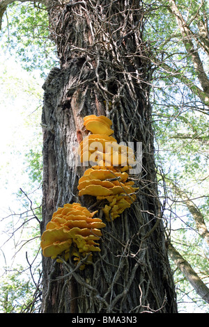 Ripiano fungo Laetiporus sulfurei che cresce su un tronco di albero Foto Stock