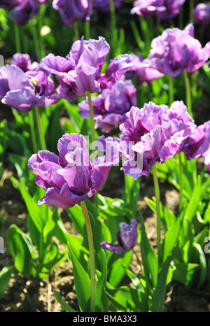 TULIPA BLUE PARROT Foto Stock