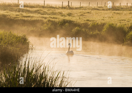 Cotswolds - Cigno sul Fiume Windrush all'alba Foto Stock