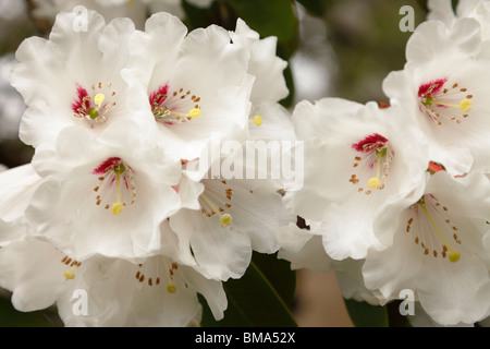 Rododendri, bianco Foto Stock