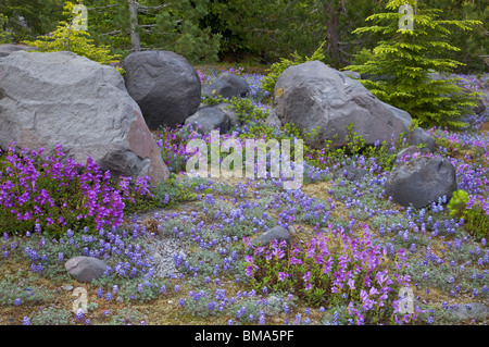 Il Monte Sant Helens National Volcanic Monument, WA Dettaglio di massi con lupino penstemon e a Lahar Foto Stock