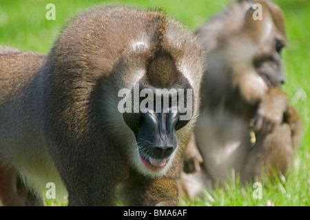 Trapanare Monkey camminando verso la telecamera Foto Stock