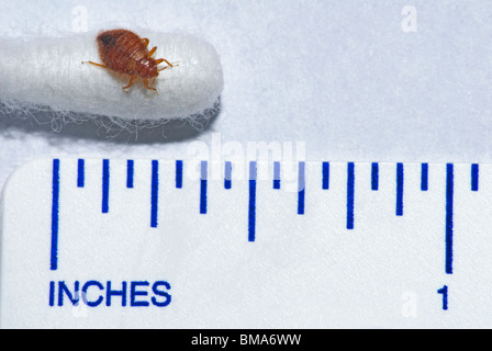 Comune Bedbug adulti- Bed bug (Lepinotus reticulatus) sulla fine del batuffolo di cotone con il righello che mostra la dimensione relazionale di questo insetto infestante. Foto Stock