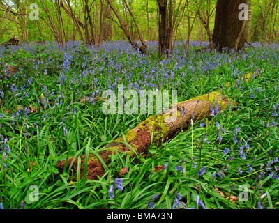 Bluebell Wood a Luton, Bedfordshire Foto Stock