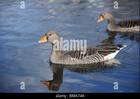 Oche Graylag nuoto su un lago Foto Stock