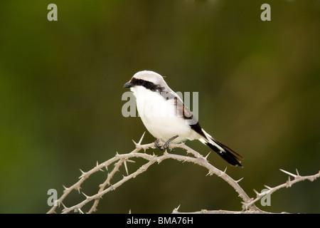 Grigio-backed fiscale - Lake Nakuru National Park - Nakuru, Kenya Foto Stock