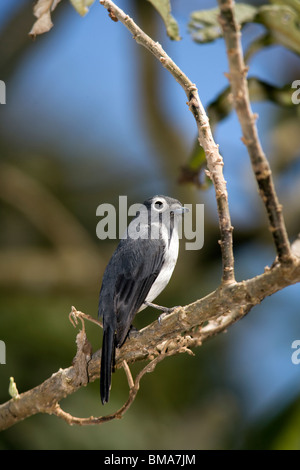 Bianco-eyed Slaty-Flycatcher - Monte Kenya National Park, Kenya Foto Stock