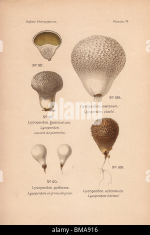 Puffball funghi: puffball comune o Devil's tabacchiera Lycoperdon gemmatum e spinose puffball L. echinatum. Foto Stock