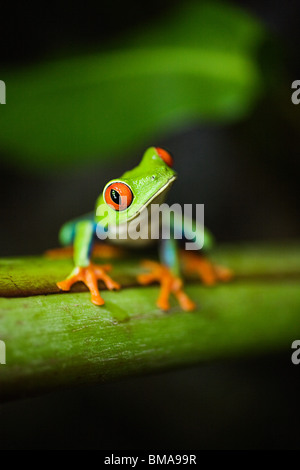 Red-eyed raganella in Costa Rica Foto Stock