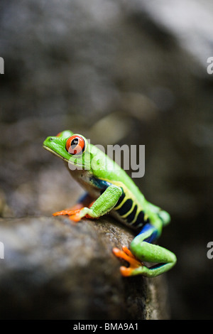 Red-eyed raganella in Costa Rica Foto Stock