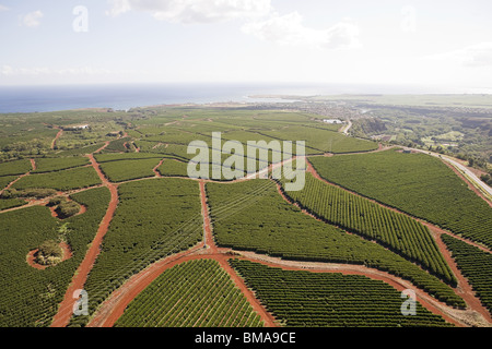 Azienda di caffè in Kauai, Hawaii Foto Stock