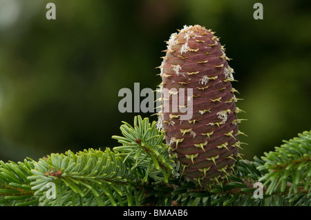 Nordmann abete (Abies nordmanniana), ramoscello con cono. Foto Stock