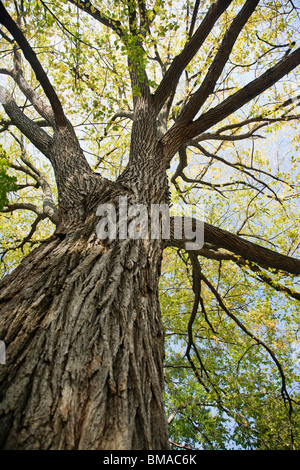 Cerca fino a Tree Foto Stock